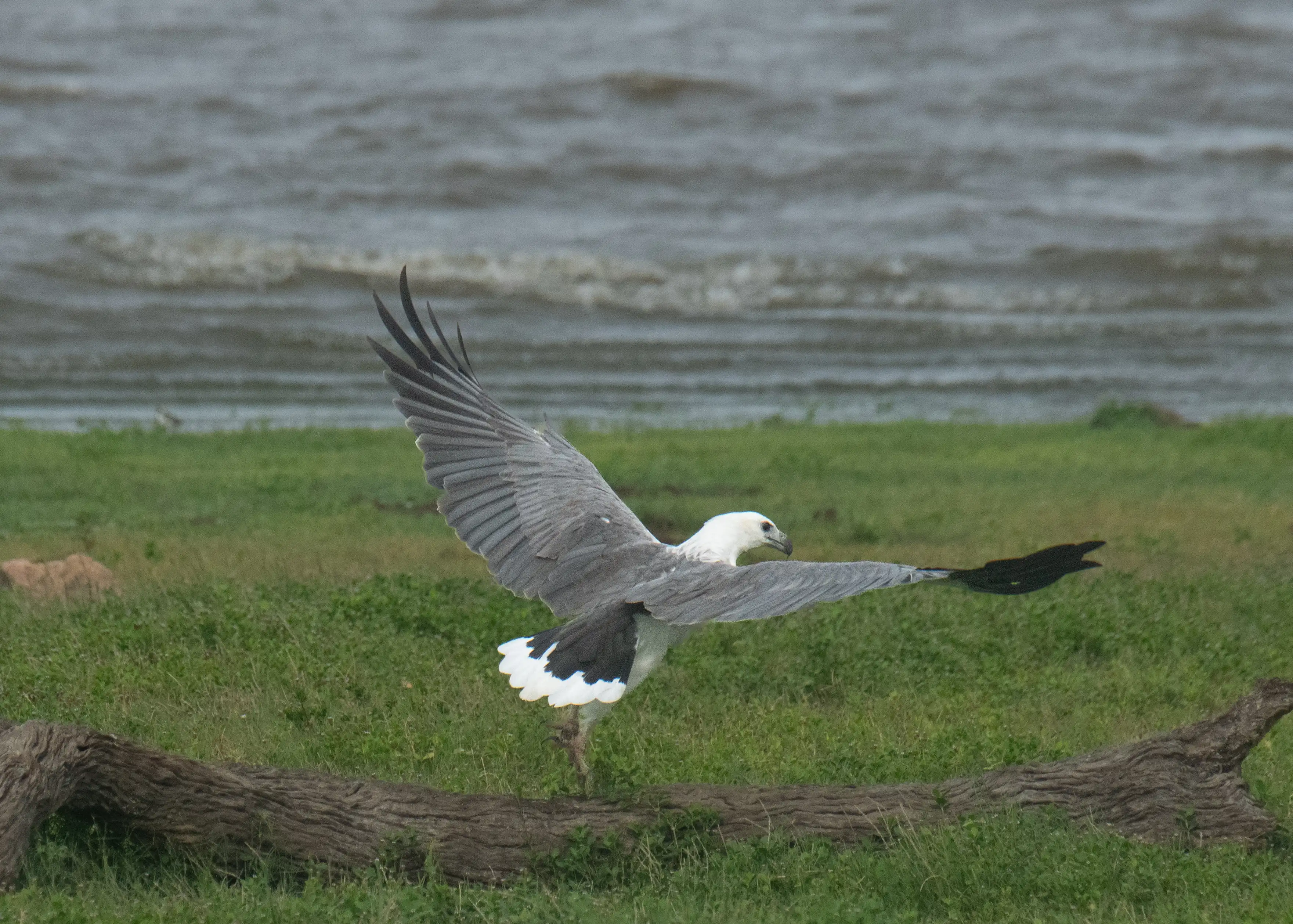 White-bellied sea eagle